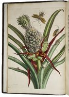Antiquariaat Forum / Asher Rare Books