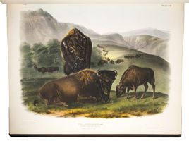Antiquariaat Forum / Asher Rare Books