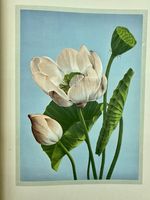 Hinck &amp; Wall Rare Books