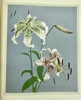 Hinck &amp; Wall Rare Books